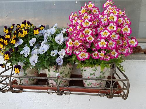 Hofblumen