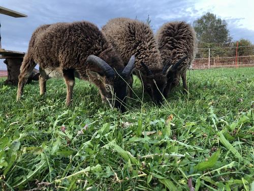 Soay Schafe