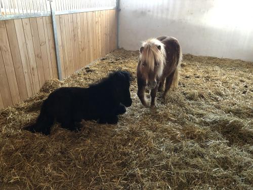 Unsere beiden Mini Shettys