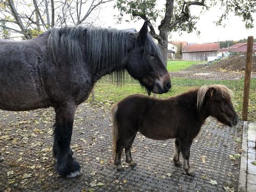 Brabanter Kaltblut und Mini Shetty