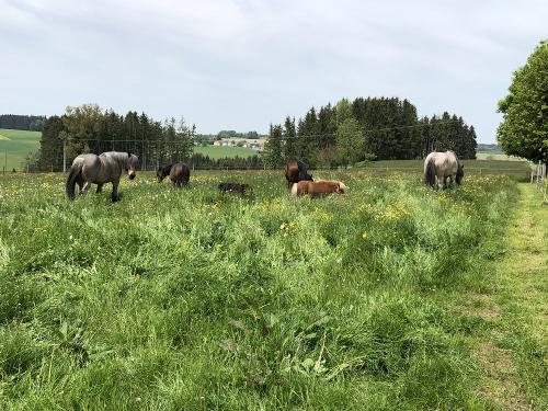 Alle Pferde auf der frischen Weide
