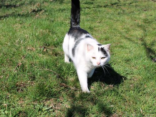 Katze Oreo