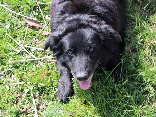 Hofhund Sam