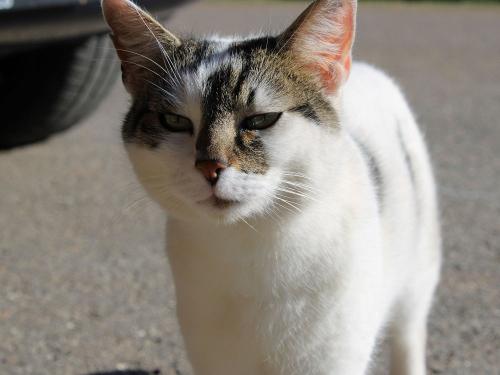 Kater Tiger