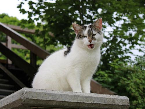 Kater Tiger