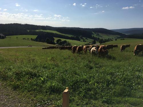 Sicht auf den Hof