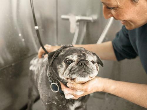 Hugo in der Hundedusche
