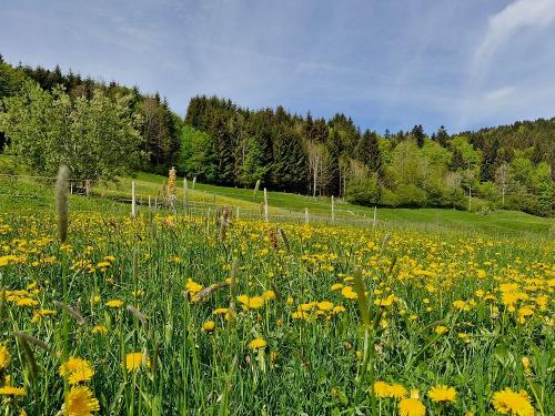 Die Löhwenzahnblühte im Mai auf unserem Hof