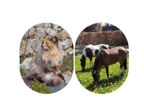 unsere Katze Klara und die Ponys Akira und Lili