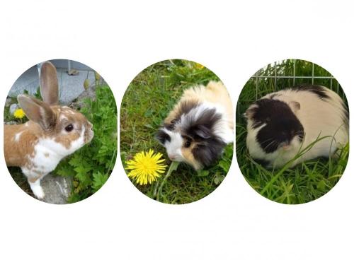 der Hase Felix und die Meerschweinchen Charlie und Jacco