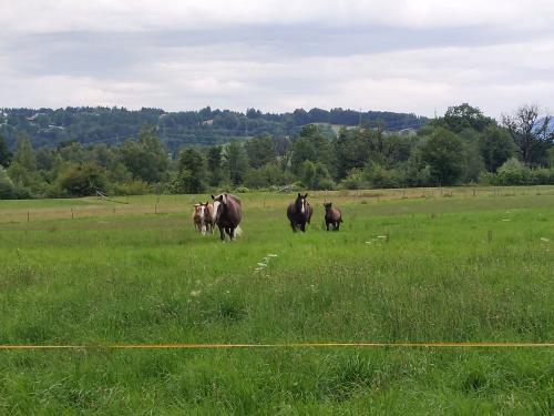 Unsere Pferde auf der Sommerweide