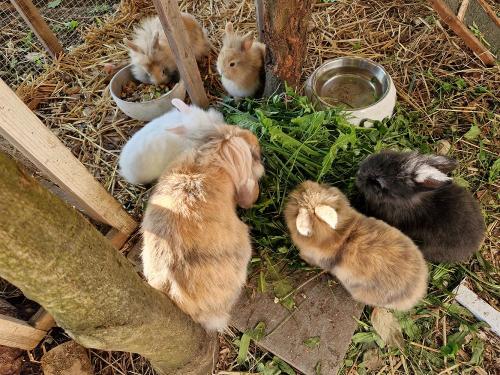 Unsere 5 Babyhasis Unsere 5 Babyhasis