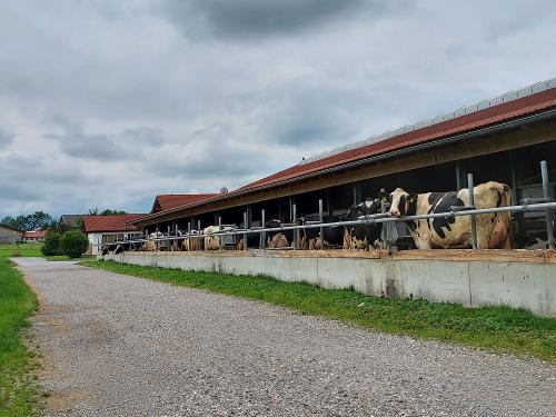 Auslauf unserer Kühe