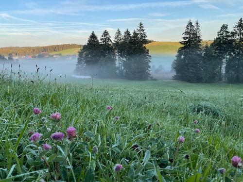 Weißenbachtal im Morgentau