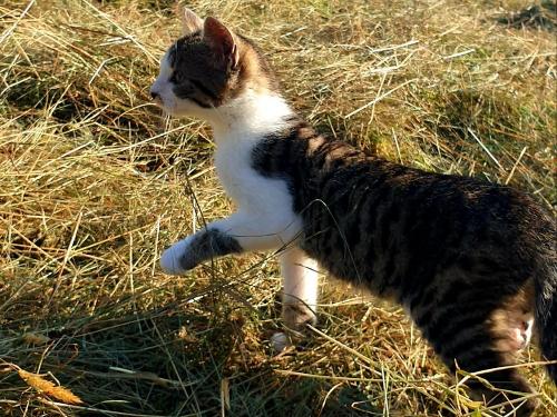 Katze Rüttwaldhof im Heu