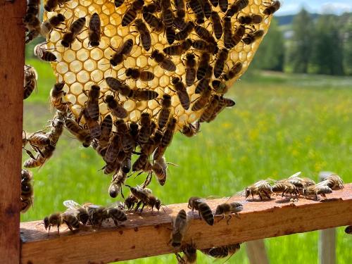 Bienen Rüttwaldhof