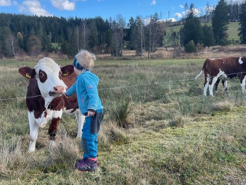 Kuh_Weide_Weissenbach Kuh_Weide_Weissenbach