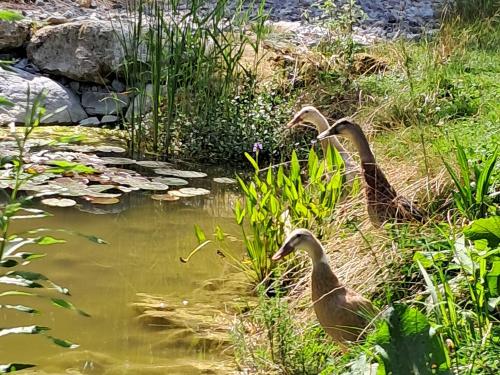 unsere tierischen Mitbewohner