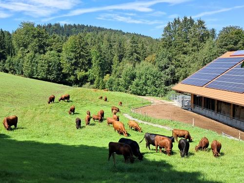 unsere Angus Mutterkuh-Herde