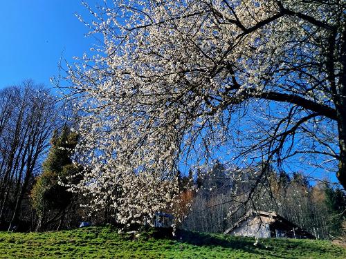 Frühling!