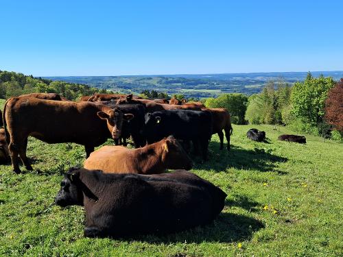 glücklich und zufrieden - unsere Angus-Herde glücklich und zufrieden - unsere Angus-Herde