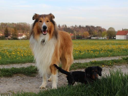 Collie Jesko und Dackel Ida
