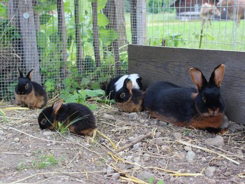 Lohkaninchen