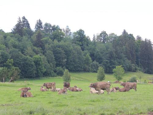 unsere Milchkühe auf der Weide