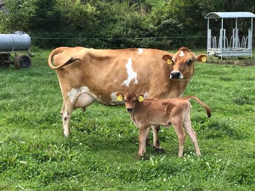 Unsere Jersey Kuh mit Kalb