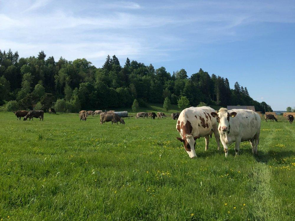 unsere Milchkühe auf der Weide