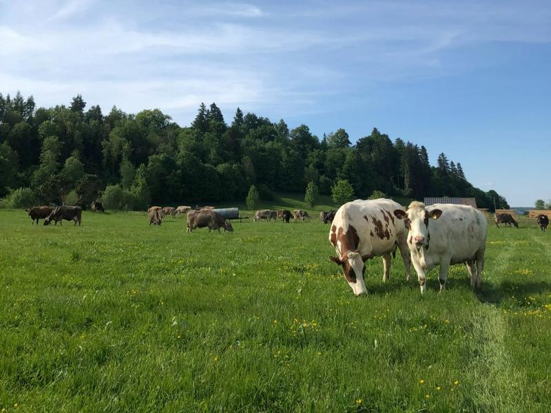 unsere Milchkühe auf der Weide