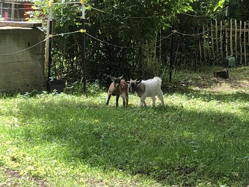 Vroni und Seppi unsere Zwergziegen