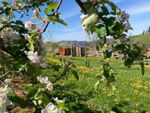 Apfelblüte auf dem Obst- und Winzerhof Sester