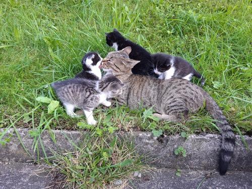 Katzen