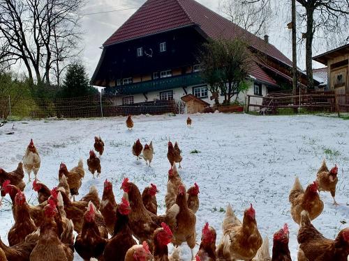 Hühner im Schnee