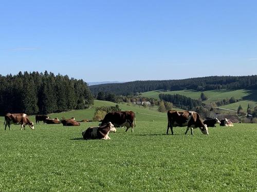 Kühe auf der Weide