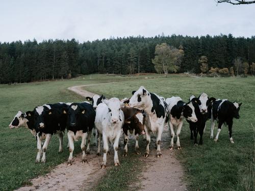 Kuhherde auf dem Sägebauernhof