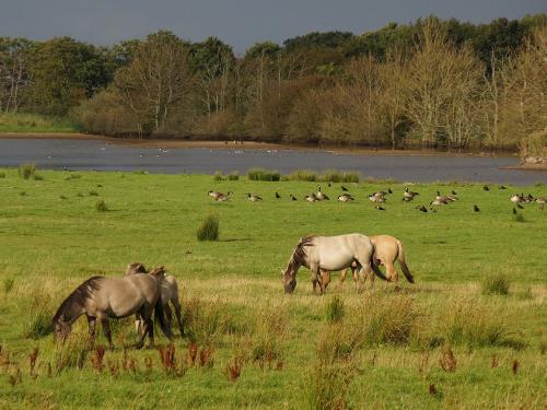 Wildpferde auf der Geltinger Birk
