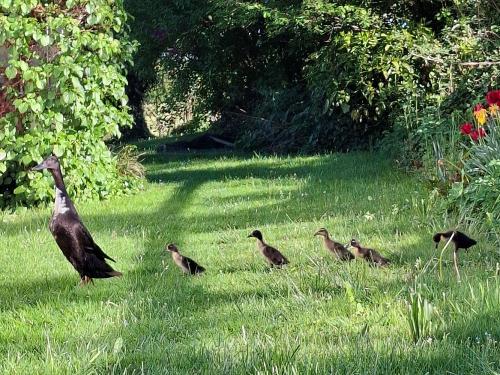 Entenfamilie