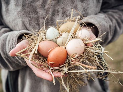 das eigene Frühstücksei- kein Problem
