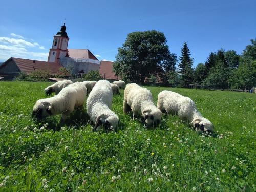 Walliser Schwarznasenschafe direkt am Hof