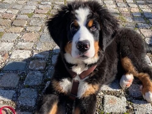 Berner Sennenhund Welpe