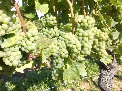 Trauben im Weinberg