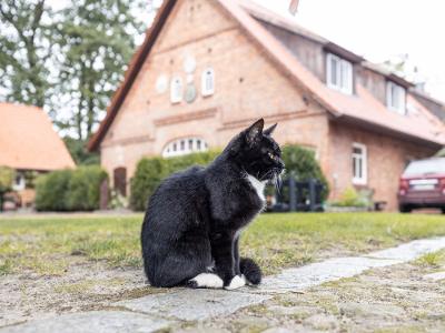 Tiere Lotte vorm Haus guckt weg