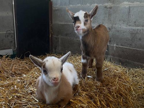 Flecki & Flocki inm Stall