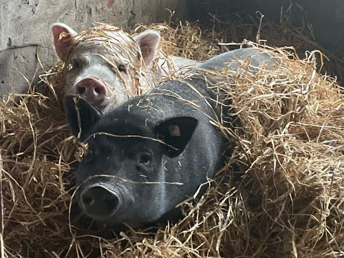 Leni & Lissy unser Mini-Schweine