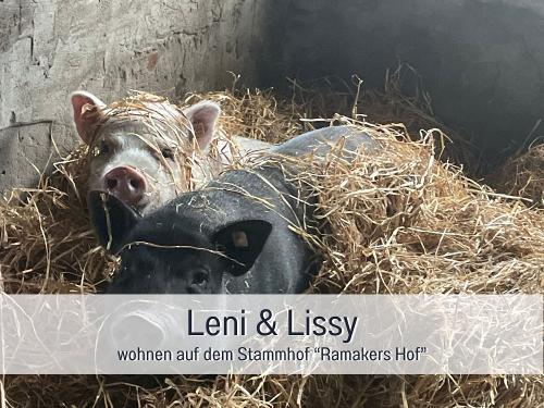 Vorlage für _beschriftet 35