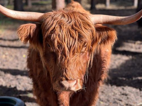 Highlands sind auch im Park ansässig