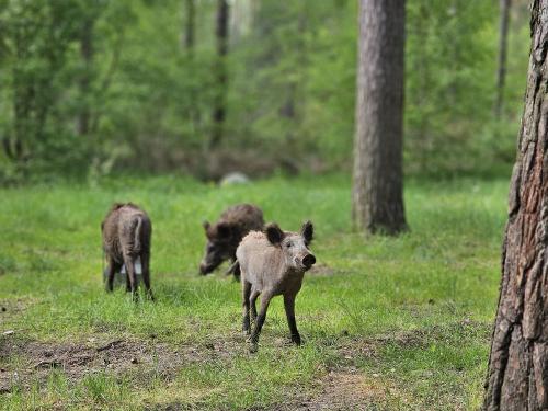 auch Wildschweine sind wieder im Park zu finden