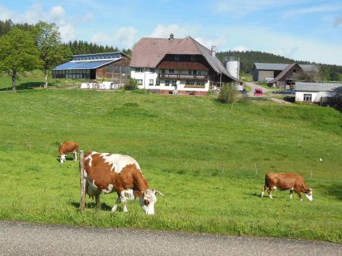 Zuckerbauernhof in St. Georgen